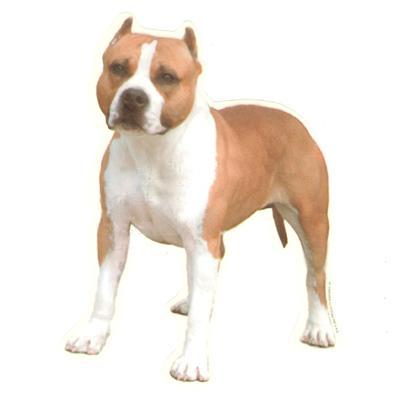 Staffordshire Terrier Dog