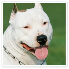 Staffordshire Terrier Dog