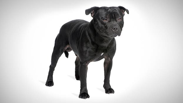 Staffordshire Terrier Dog Breed Info