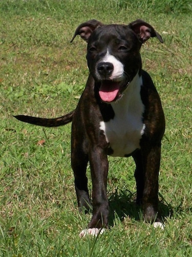 Staffordshire Terrier Dog Breed Info