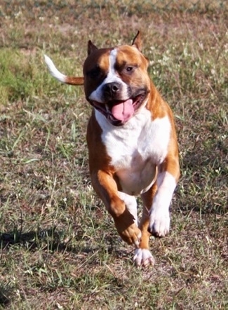 Staffordshire Terrier Dog Breed Info