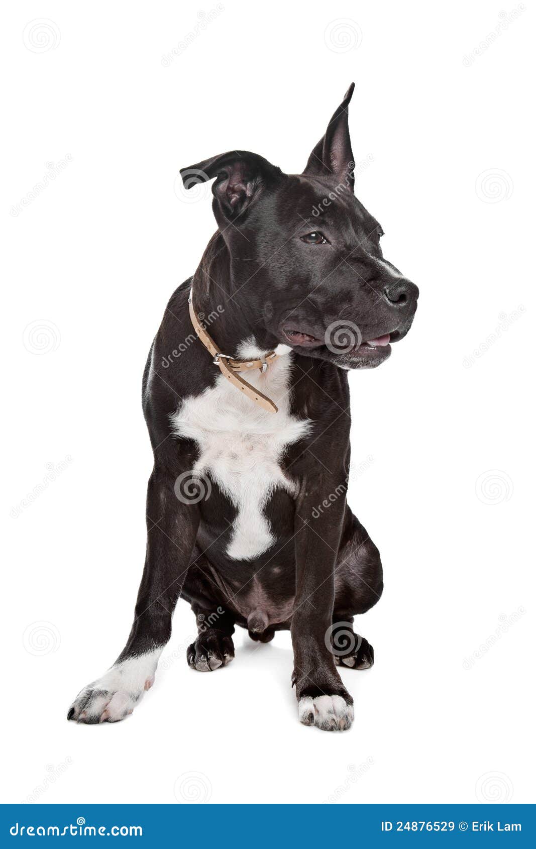 Staffordshire Terrier Dog Breed Info