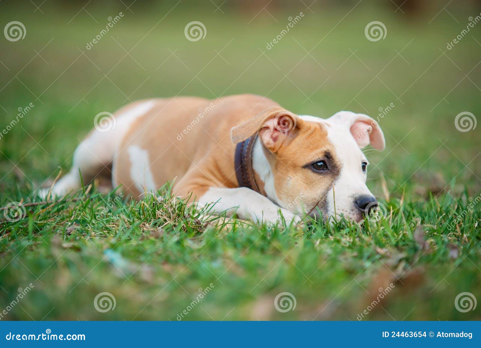 Staffordshire Terrier Dog Breed Info