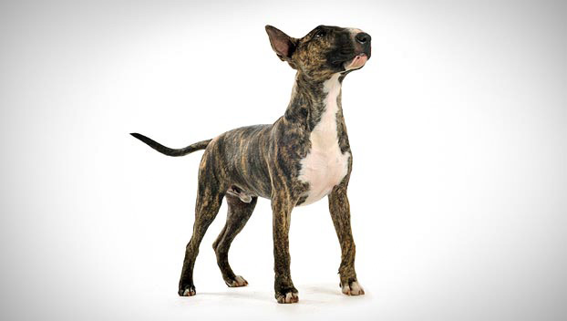 Staffordshire Terrier Dogs 101