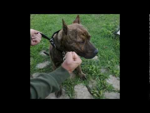 Staffordshire Terrier Dogs 101