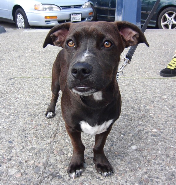 Staffordshire Terrier Lab Mix