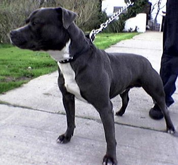 Staffordshire Terrier Lab Mix