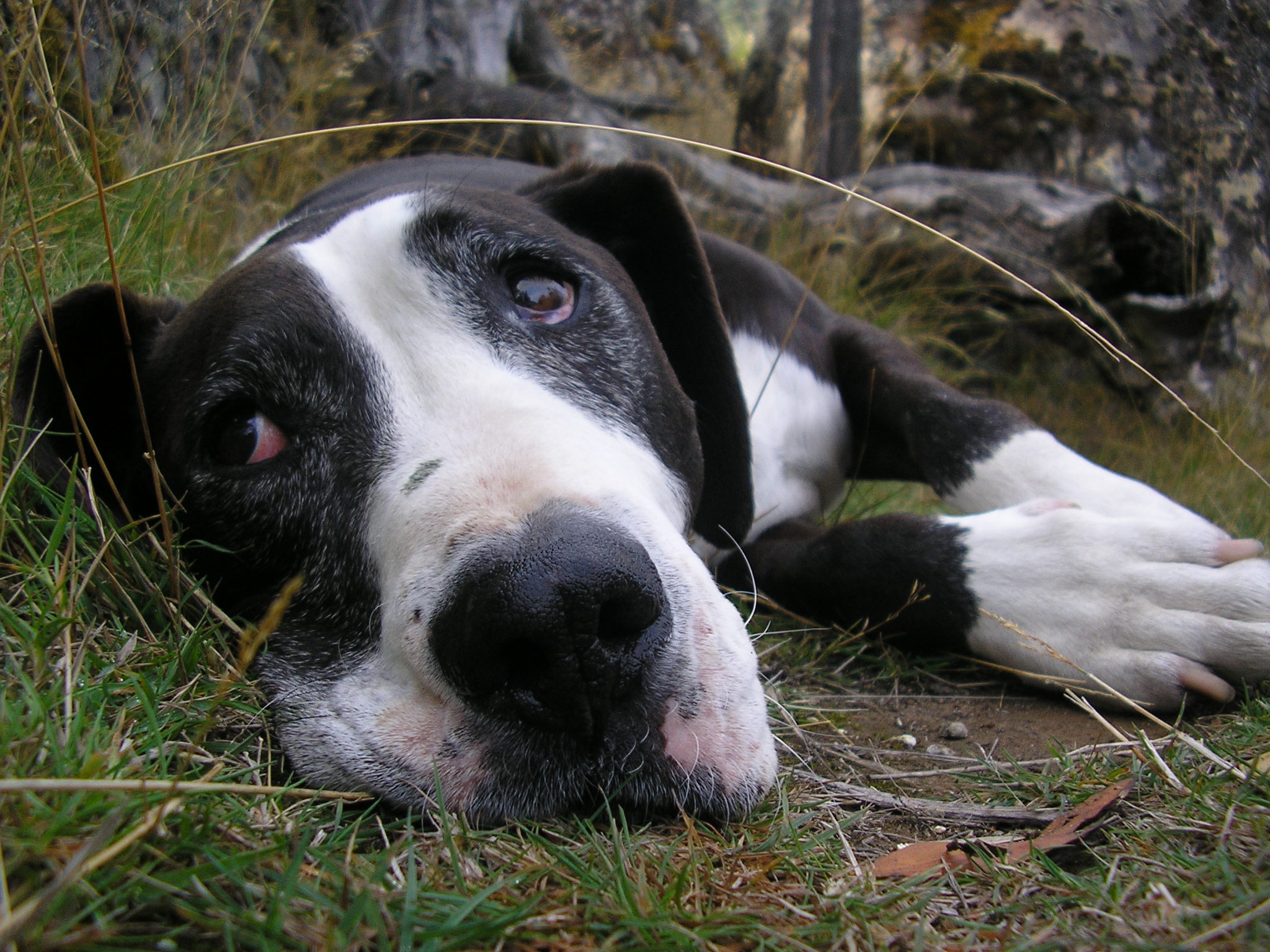 Staffordshire Terrier Lab Mix