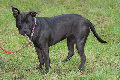 Staffordshire Terrier Lab Mix