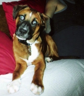 Staffordshire Terrier Lab Mix Puppies