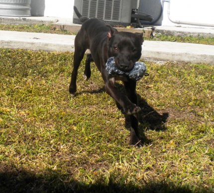 Staffordshire Terrier Lab Mix Puppies