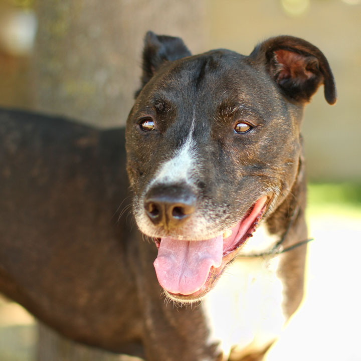 Staffordshire Terrier Mix