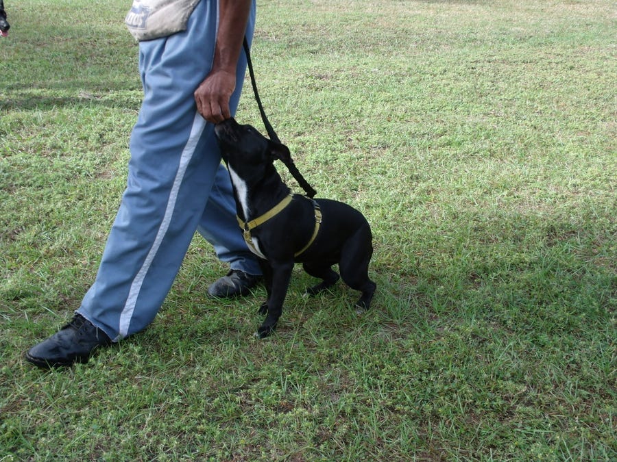 Staffordshire Terrier Mix