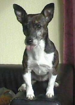 Staffordshire Terrier Mix Breed