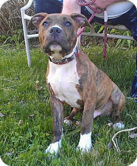 Staffordshire Terrier Mix Information