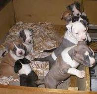 Staffordshire Terrier Mix Puppies