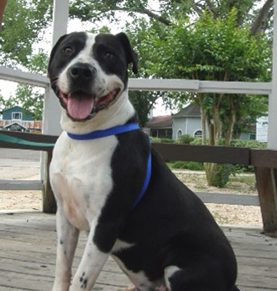 Staffordshire Terrier Mixed With Lab