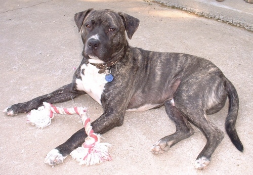 Staffordshire Terrier Mixed With Lab