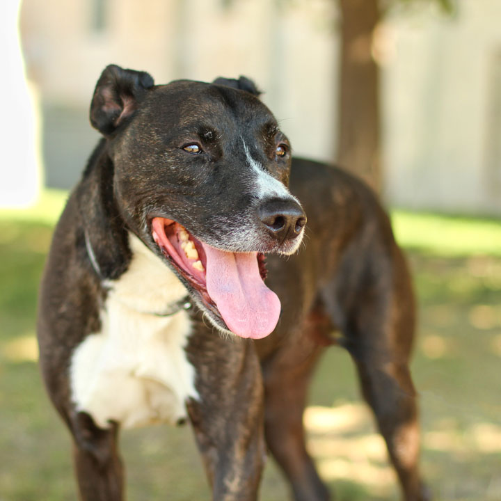 Staffordshire Terrier Mixed With Lab