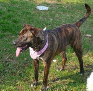 Staffordshire Terrier Mixed With Lab