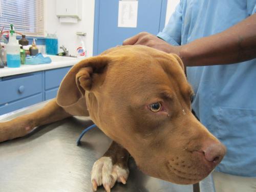 Staffordshire Terrier Mixed With Lab