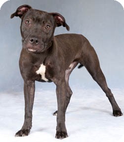 Staffordshire Terrier Mixed With Lab