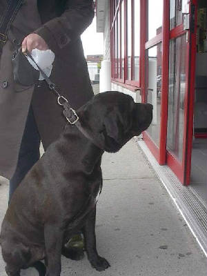 Staffordshire Terrier Mixed With Lab