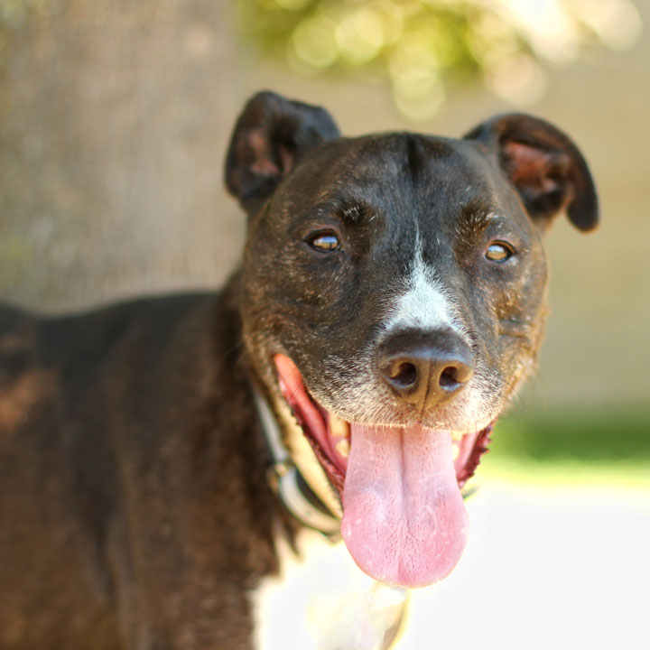 Staffordshire Terrier Mixed With Lab