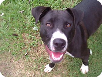 Staffordshire Terrier Mixed With Lab