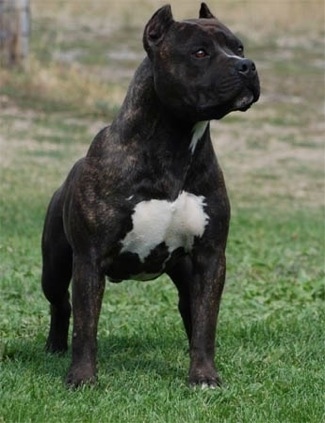 Staffordshire Terrier Mixed With Lab