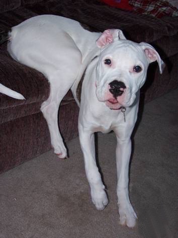 Staffordshire Terrier Mixed With Pitbull