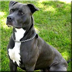 Staffordshire Terrier Pit Bull Difference