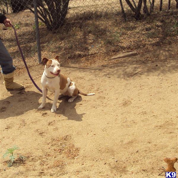 Staffordshire Terrier Puppies For Sale In California