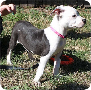 Staffordshire Terrier Puppies For Sale In Texas