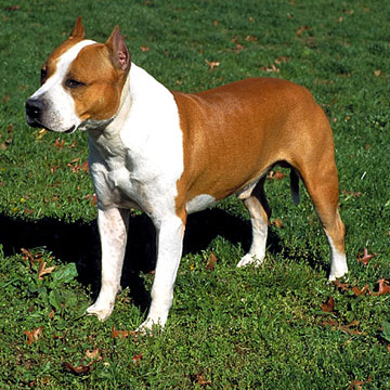 Staffordshire Terrier Vs Pitbull