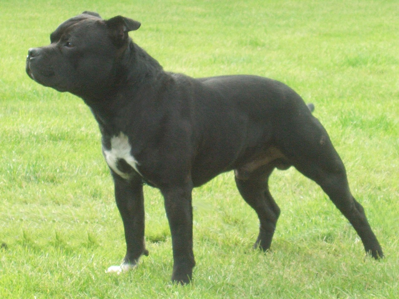 Staffy Bull Terrier