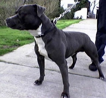 Staffy Bull Terrier