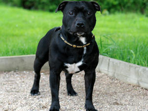 Staffy Bull Terrier