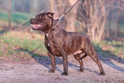 Staffy Bull Terrier Breeders