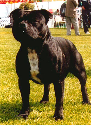 Staffy Bull Terrier Breeders