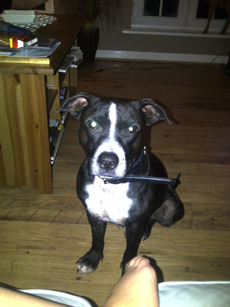 Staffy Cross