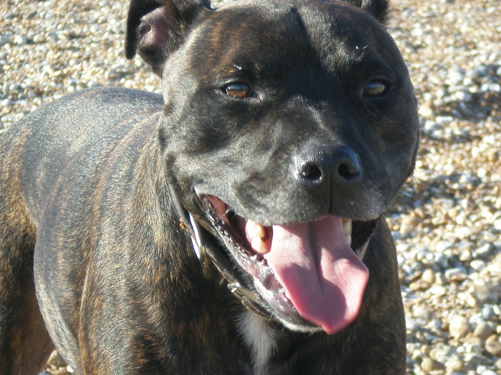 Staffy Cross