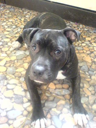 Staffy Cross