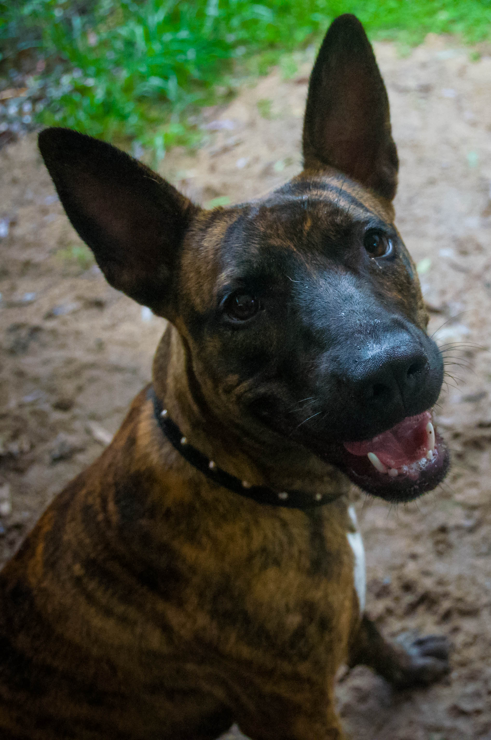 Staffy Cross