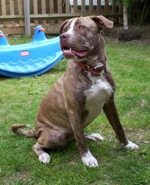 Staffy Cross American Bulldog