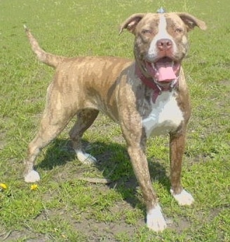 Staffy Cross American Bulldog