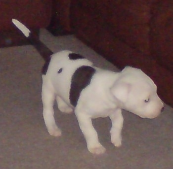 Staffy Cross American Bulldog Temperament