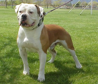 Staffy Cross American Bulldog Temperament