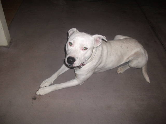 Staffy Cross American Bulldog Temperament