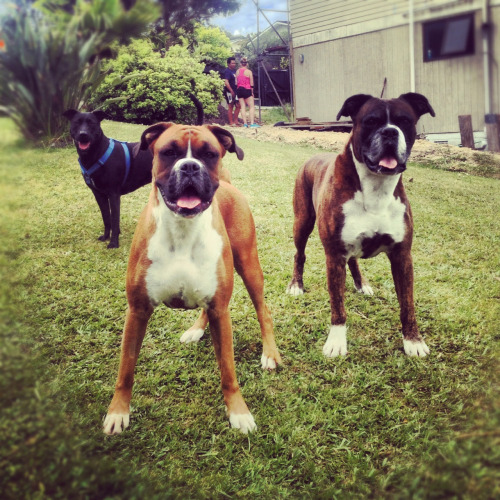 Staffy Cross Boxer